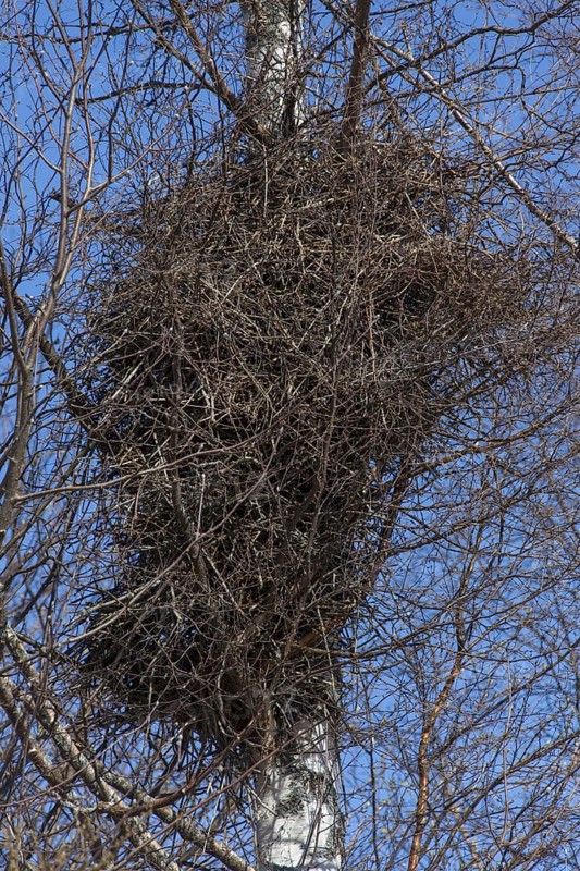 Eurasian magpie (Pica pica), common magpie, bulky nest made of twigs in birch tree in the breeding season in spring