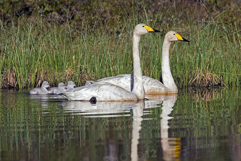 Whooper swan (Cygnus cygnus) parents swimming in lake with cygnets in spring in Scandinavia