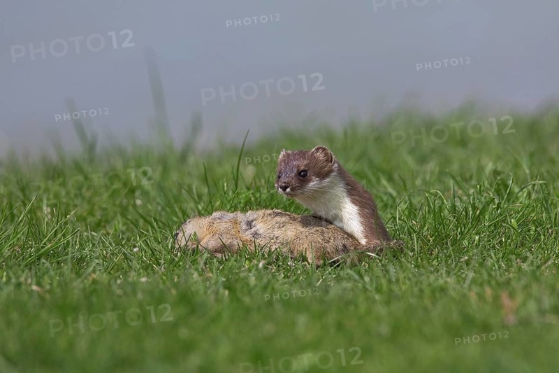 European Stoat, Ermine (Mustela erminea) with killed European Ground Squirrel (Citellus citellus), Austria, Europe