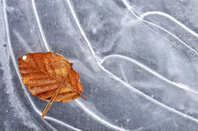 Autumn leaf of European Beech (Fagus sylvatica) on ice of frozen pond in winter