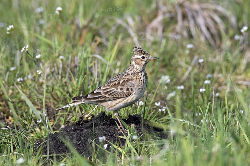 Eurasian skylark (Alauda arvensis) standing on molehill in field, meadow with raised crest on head in spring