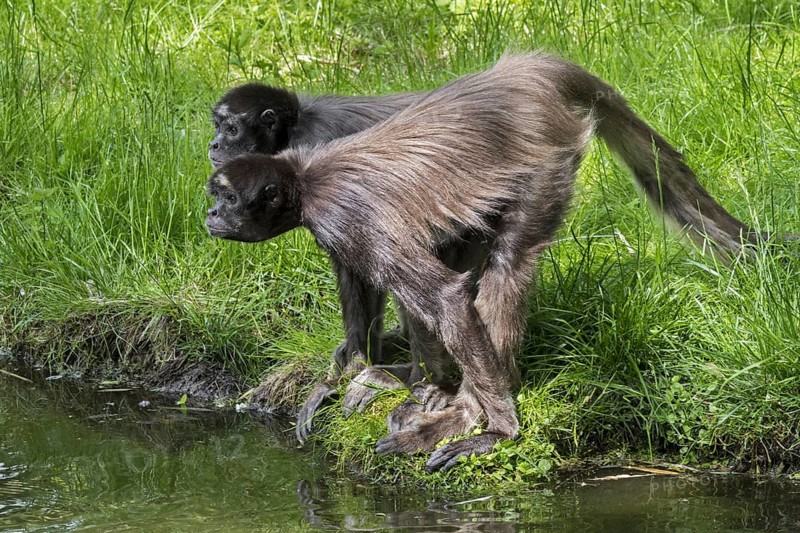 Two brown spider monkeys, variegated spider monkey (Ateles hybridus) at riverbank, native to northern Colombia and northwestern Venezuela