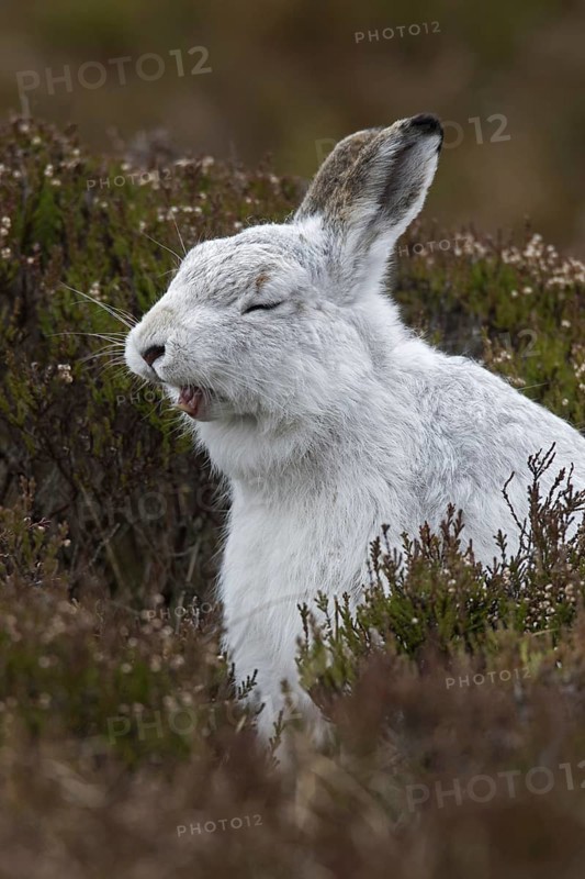 Close-up of mountain hare (Lepus timidus), Alpine hare, snow hare in white winter pelage yawning in moorland, heathland in spring