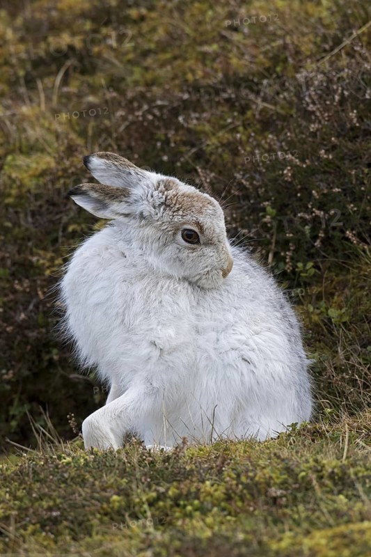 Mountain hare (Lepus timidus), Alpine hare, snow hare in white winter pelage grooming fur in spring