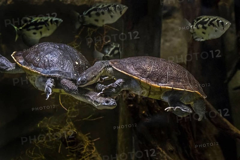 Couple of Roti Island snake-necked turtles, McCord's snakeneck turtle (Chelodina mccordi) swimming underwater in pond, native to Indonesia