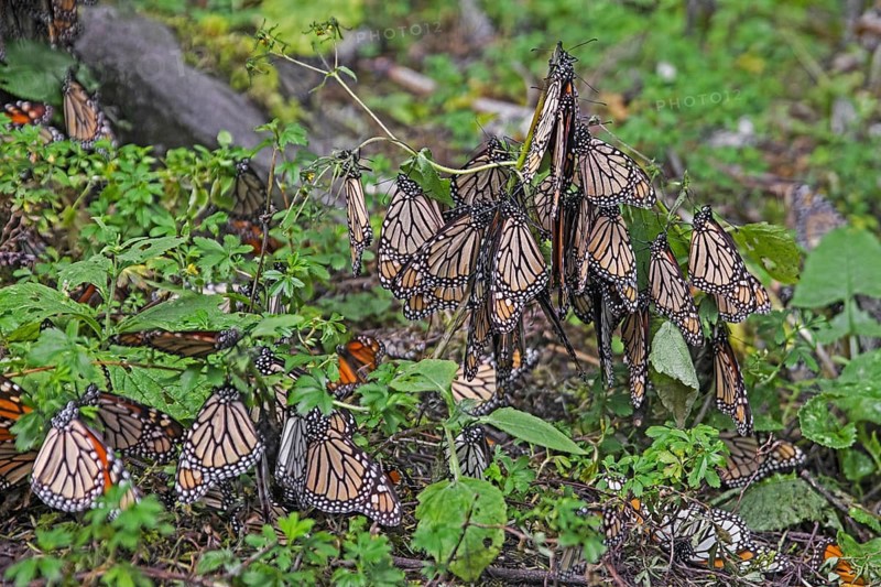 Monarchs, monarch butterflies (Danaus plexippus) overwintering at the Monarch Butterfly Biosphere Reserve near Angangueo, Michoacán, Mexico, Central America