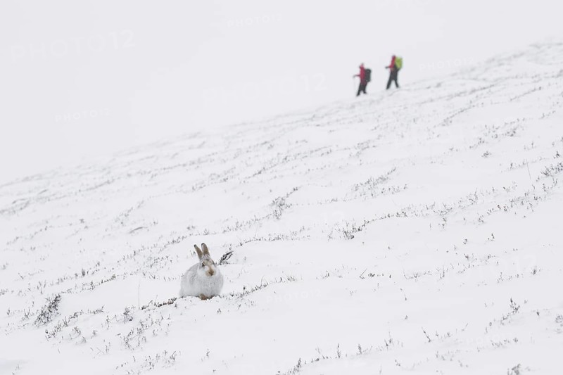 Mountain hare (Lepus timidus), Alpine hare, snow hare in white winter pelage and hikers in the Cairngorms National Park, Scotland, UK