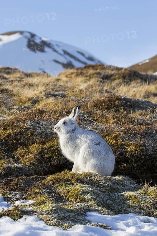 Mountain hare (Lepus timidus), Alpine hare, snow hare in white winter pelage in the Cairngorms National Park, Scottish Highlands, Scotland, UK