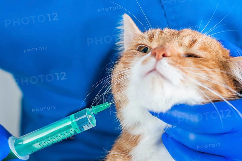 Image of a ginger cat at the time of vaccination. Veterinary medicine concept.