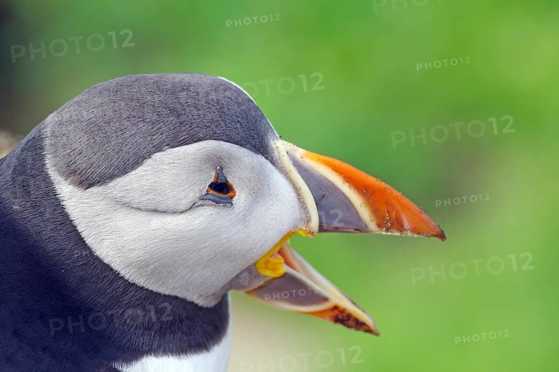 Puffin head with open beak, Hornøya, Vardö. Finnmark, Norway, Europe