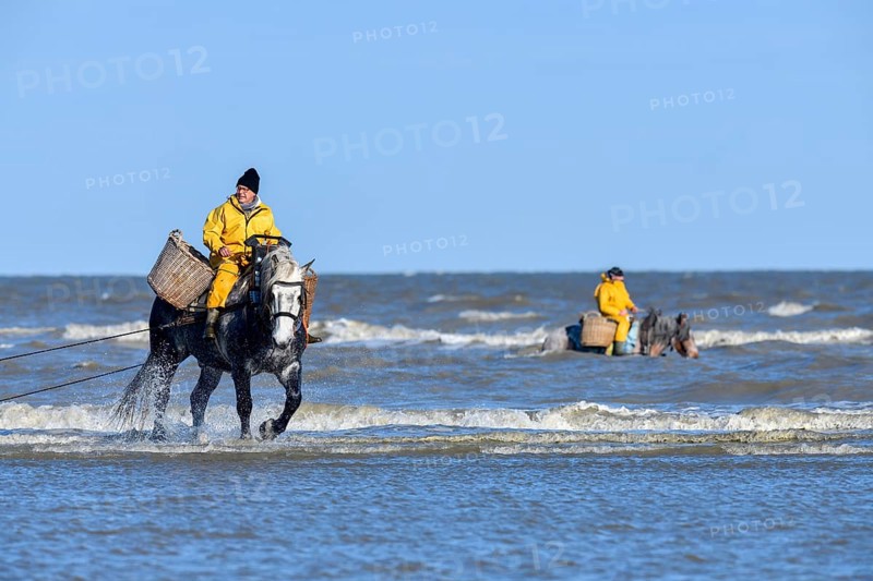 Horse fishermen catching Brown shrimp (Crangon crangon), Koksijde, North Sea coast, province of West Flanders, Belgium, Europe
