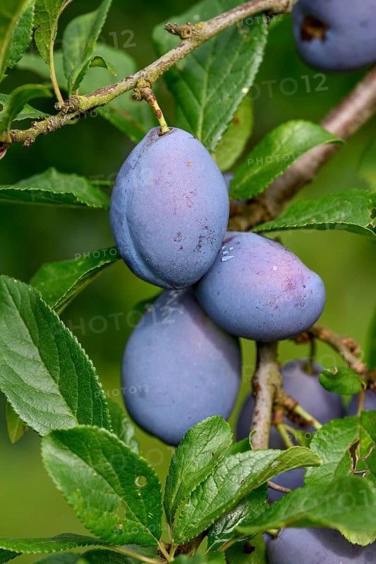 Ripe Plums (Prunus domestica) hanging on the tree, near Bühl, Rastatt district, Black Forest, Baden-Württemberg, Germany, Europe