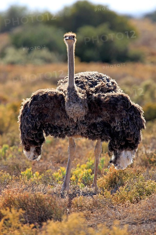South african ostrich (Struthio camelus australis), female, Oudtshoorn, Klein Karoo, South Africa, Africa