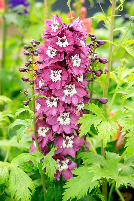 Larkspur (Delphinium)