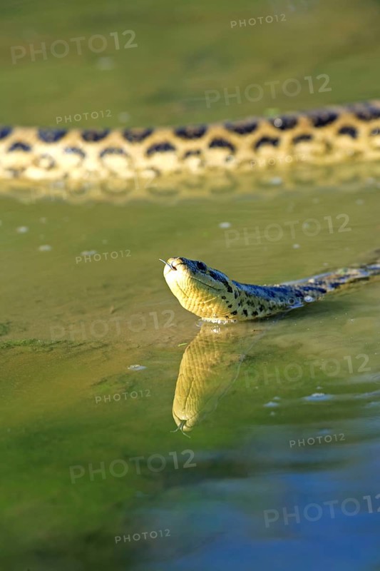Yellow anaconda (Eunectes notaeus), Brazil, South America