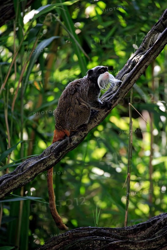 Caesarean tamarin (Saguinus imperator subgrisescens)