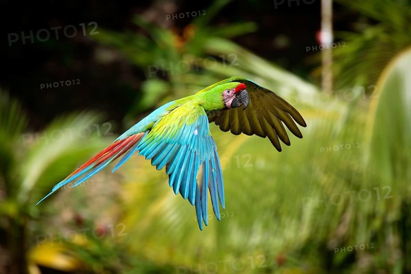 Military Macaw (Ara militaris), military macaw, lateral, side, detachable