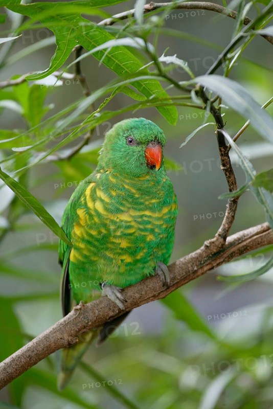 Scaly-breasted Lorikeet, Australia (Trichoglossus chlorolepidotus), Schuppenlori, Australien /