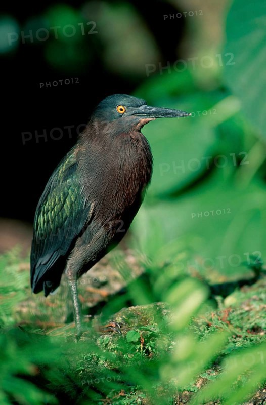 Green-backed Night Heron, Florida (Butorides striatus green heron (Butorides virescens), USA, North America