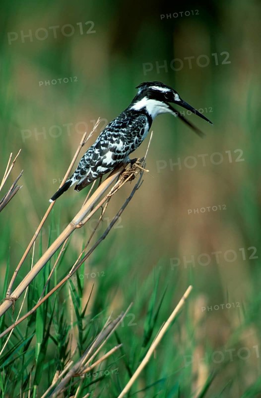 Pied kingfisher (Ceryle rudis), Kruger National Park, South Africa, animals, bird, birds, kingfisher, kingfishers, outside, outdoors, sideways, side, vertical, adult, communication, call, sit, Africa