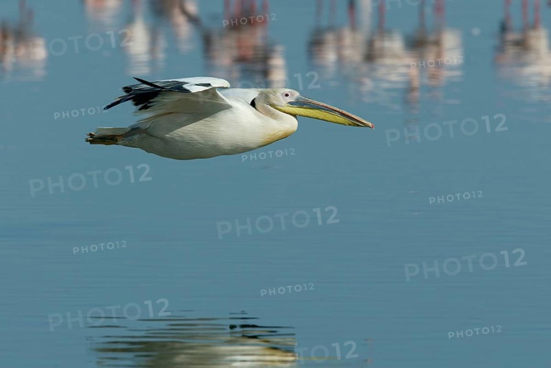 White pelican, lateral, exposable, Lake Nakuru National Park, Kenya, great white pelican (Pelecanus onocrotalus), Kenya, Africa