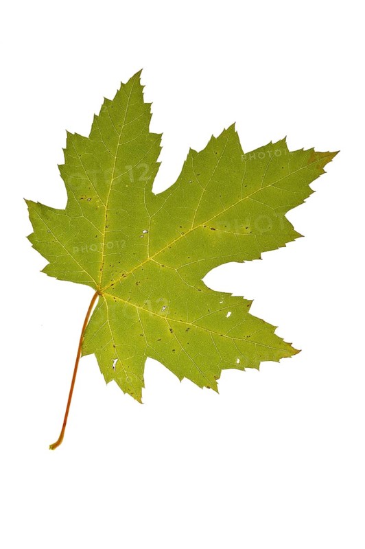 Silver maple, brook maple, silverleaf maple (Acer saccharinum) Autumn leaf, native to eastern North America against a white background