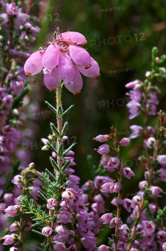 Cross leaved heath (Erica tetralix) among common heather (Calluna vulgaris), ling in flower