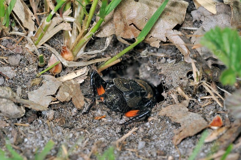 Field cricket, field crickets (Gryllus campestris), Cricket, Other animals, Insects, Animals, Field cricket leaving burrow backwards