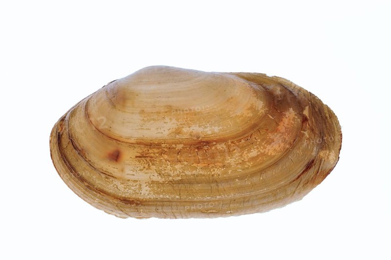 Otter shell, Otter mussels, Trough mussel, Trough mussels, Other animals, Mussels, Animals, Molluscs, Common otter shell (Lutraria lutraria) on white background