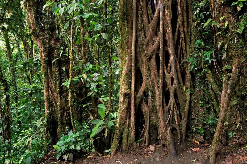 Strangler fig's vines (Ficus) enveloping trunk of host tree, Carara National Park, Costa Rica, Central America