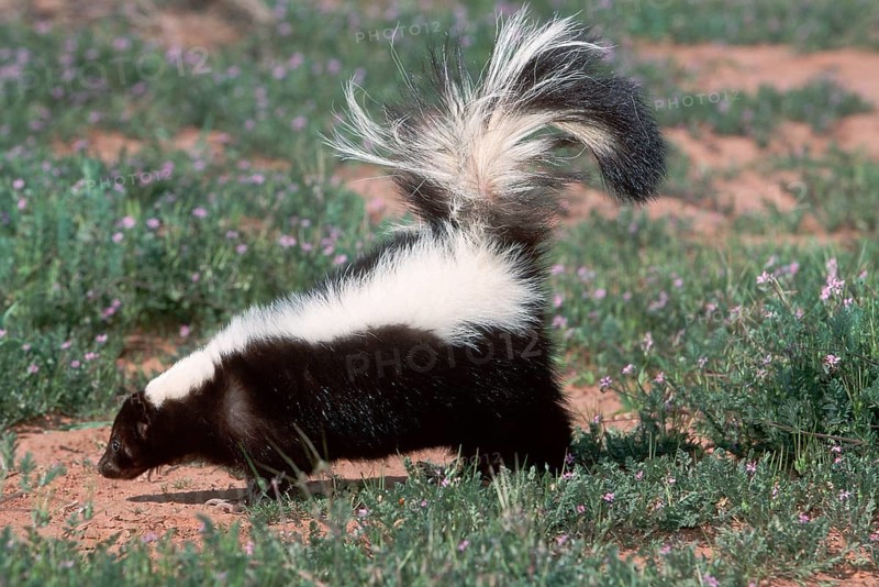 Striped Skunk (Mephitis mephitis), Utah, USA, side, North America