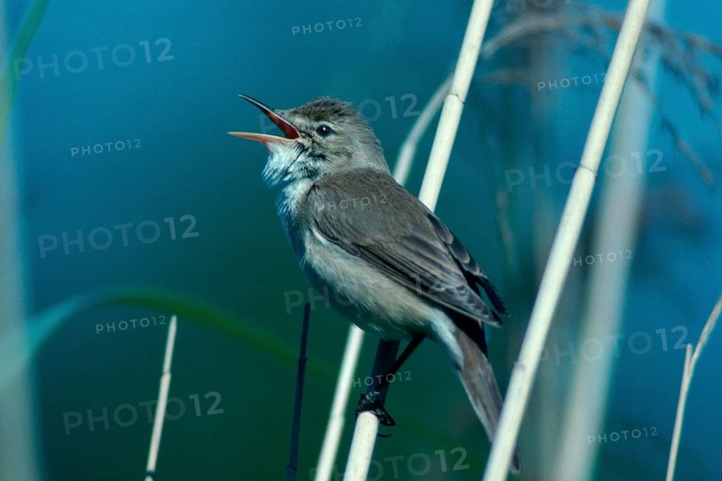 Reed Warbler (Acrocephalus scirpaceus), Germany /, side