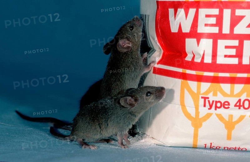 House Mice (Mus musculus) next to flour bag, Germany, Europe