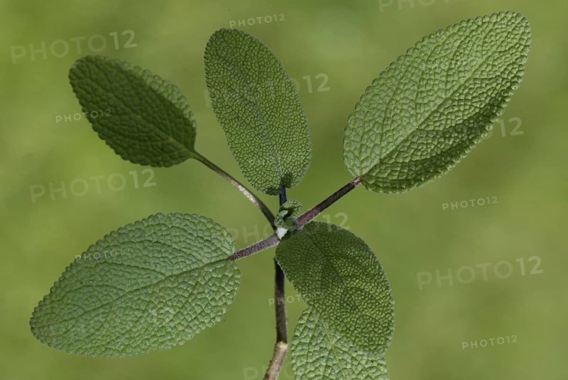 Common Sage (Salvia officinalis) leaves