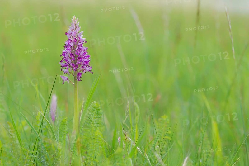 Military orchid (Orchis militaris), Burgenland, Austria, Europe