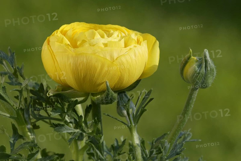 Buttercup (Ranunculus asiaticus)