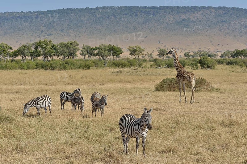 Masai Giraffe (Giraffa camelopardalis tippelskirchi) and Burchell's zebra (Equus quagga), Massai Mara, Serengeti, Rift Valley province, Kenya, Africa