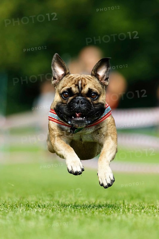 A dog running across a meadow, Baden-Württemberg, Germany, Europe