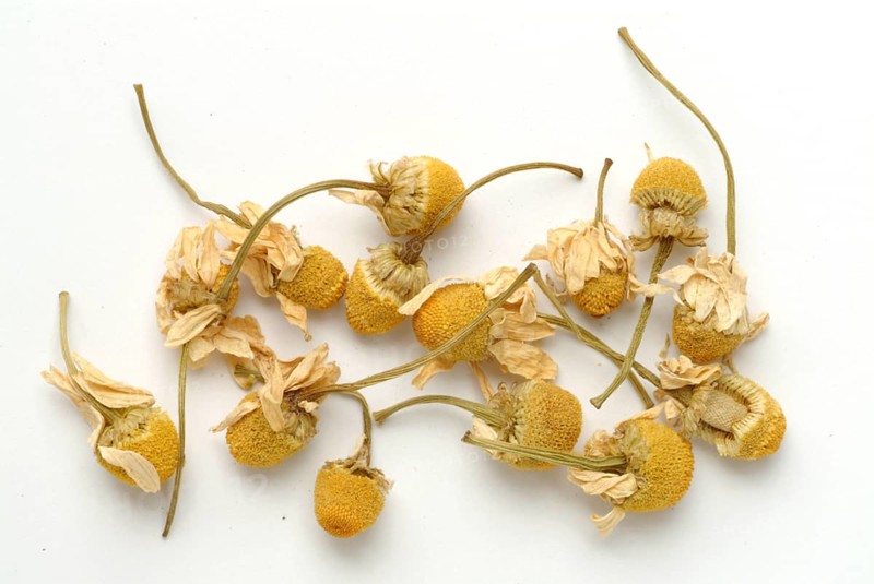 Dried blossoms of the true camomile (Matricaria recutita) medicinal plant, true camomile, can alleviate many complaints, from stomach aches to gum inflammations to sore throats. It is used externally and internally
