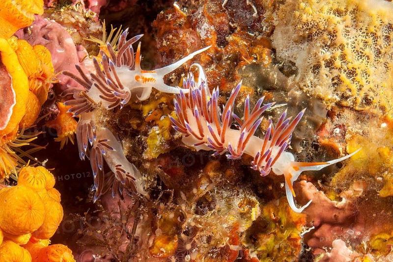 Pair of nudibranchs Wandering thread snail (Cratena peregrina) crawling over reef overgrown with sponges, Mediterranean Sea, Cabrera Marine Reserve, Majorca, Balearic Islands, Spain, Europe