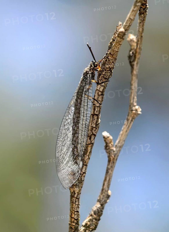 Gemeine ameisenjungfer (Myrmeleon formicarius), Rottensand steppe landscape, Pfyn forest, Pfyn-Finges nature reserve, Valais, Switzerland, Europe
