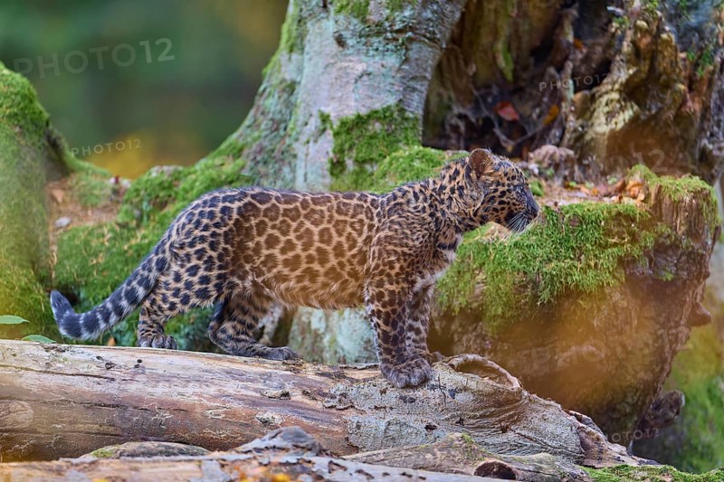 Indian leopard (Panthera pardus fusca), young animal on tree trunk