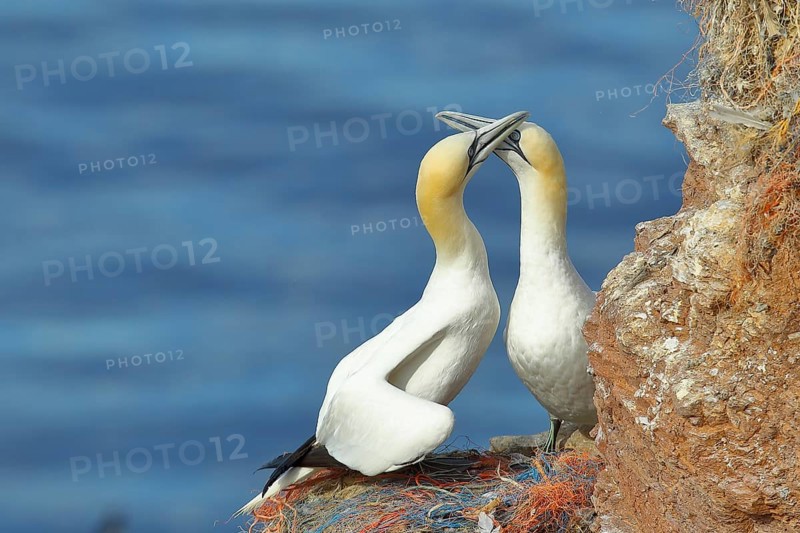 Northern gannet (Morus bassanus), pair greeting each other at the nest, Lummenfelsen, Helgoland Island, Germany, Europe