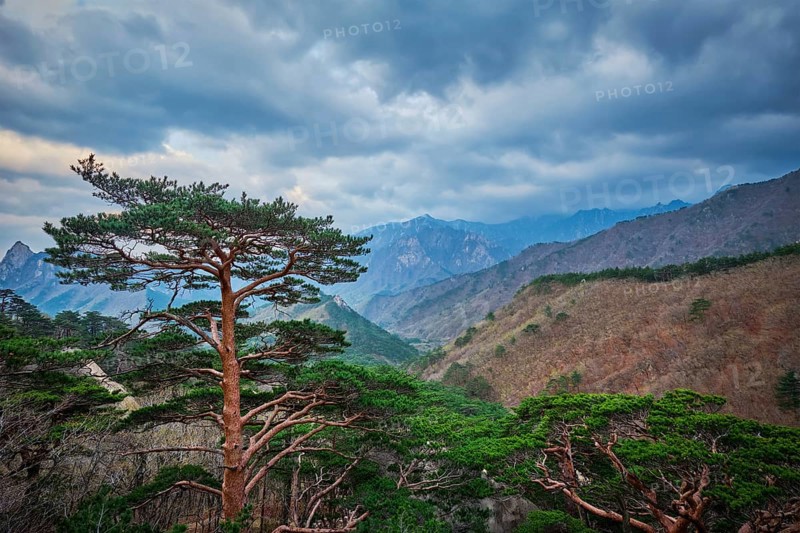 Pine tree in Seoraksan National Park in stormy weather, South Korea, Asia