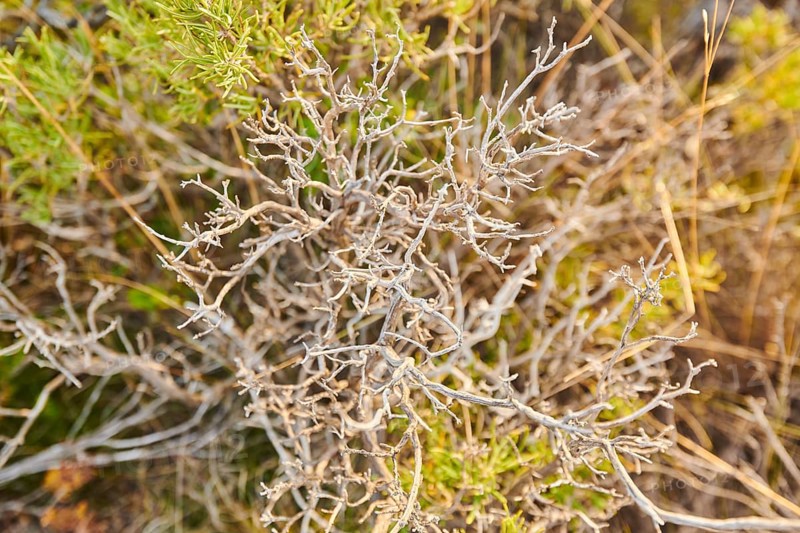 Rosemary (Salvia rosmarinus), try, at Mount "La Talaia del Montmell" at evening, Catalonia, Spain, Europe