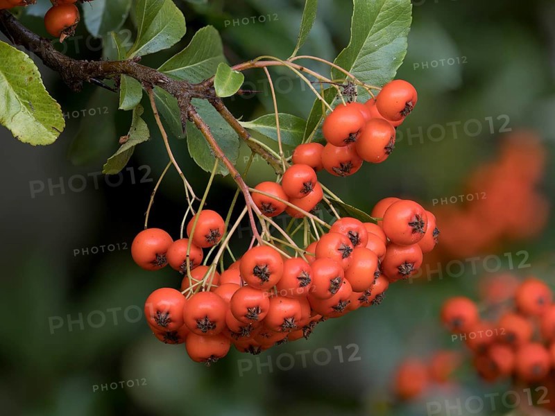 Scarlet firethorn (Pyracantha coccinea), North Rhine-Westphalia, Germany, Europe