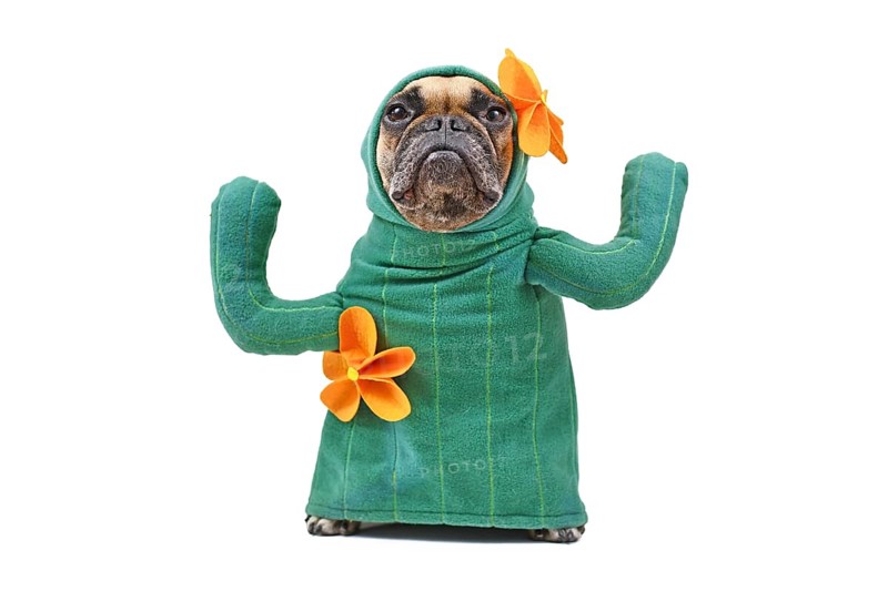 Hilarious French Bulldog dog in funny cactus costume with arms like branches and flowers isolated on white background