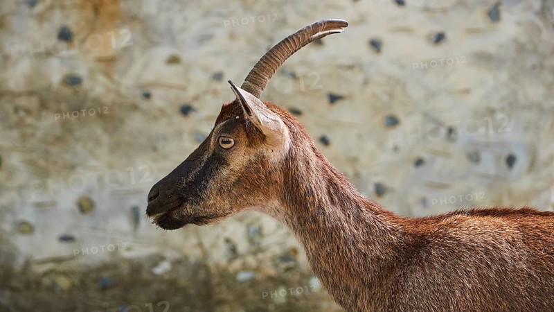 Kri-kri, endangered endemic Cretan wild goat, profile, head and anterior body, house wall, Samaria settlement, resting place, Samaria Gorge, Samaria, gorge, national park, Omalos, Lefka Ori, White Mountains, West Crete, island of Crete, Greece, Europe