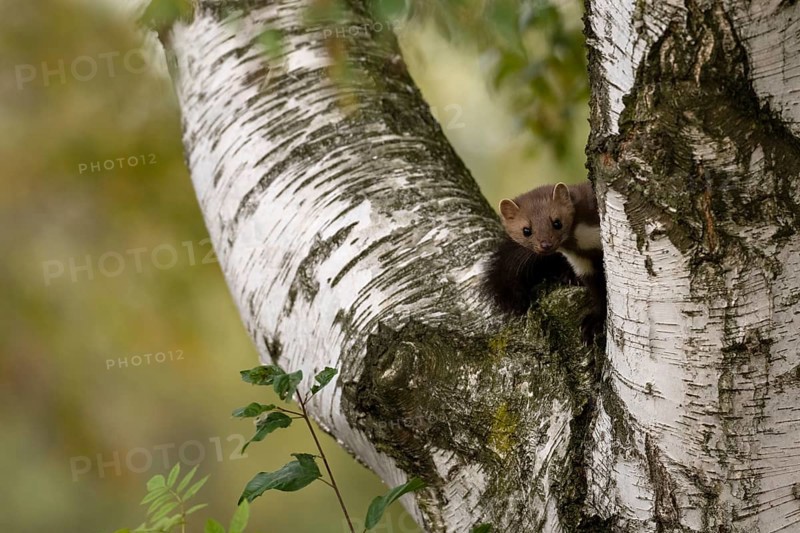 Beech marten (Martes foina), Bitburg, Rhineland-Palatinate, Germany, Europe