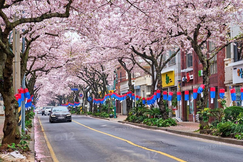 JEJU, SOUTH KOREA, APRIL 9, 2018: Blooming sakura cherry blossom trees in spring in street with cars, Jeju island, South Korea, Asia